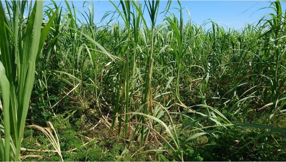 狼尾草場域,其高度可達3公尺