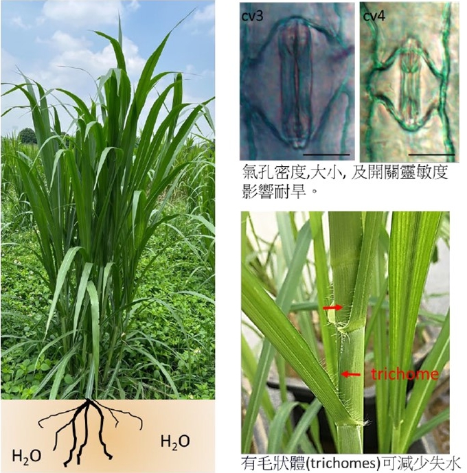 狼尾草耐旱試驗示意圖